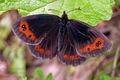 Erebia_aethiops_cx1198s