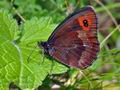 Erebia_aethiops_cx1217