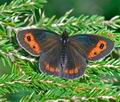 Erebia_aethiops_ka4906