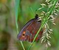 Erebia_aethiops_ka4913