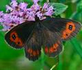 Erebia_aethiops_ka4915