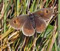 Erebia_cassioides_cz6453