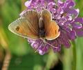 Erebia_cassioides_cz6459