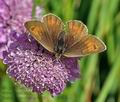 Erebia_cassioides_cz6490