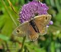 Erebia_cassioides_cz6626