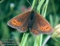 Erebia_epiphron_10282