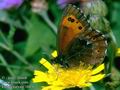 Erebia_euryale_10436