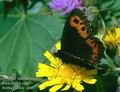 Erebia_euryale_10437