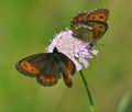 Erebia_euryale_ed3980