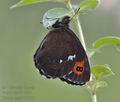 Erebia_ligea_k2076