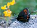 Erebia_oeme_10275