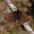 Erebia_pandrose_dd3158