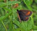 Erebia_pharte_bk3664