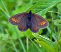 Erebia_pharte_bk3693