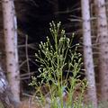 Erechtites_hieraciifolia_al7050