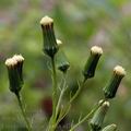 Erechtites_hieraciifolia_al7065