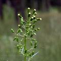 Erechtites_hieraciifolia_al7083