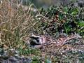 Eremophila_alpestris_12014