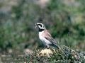 Eremophila_alpestris_2411