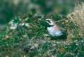 Eremophila_alpestris_600