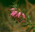 Erica_carnea_4757