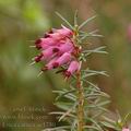 Erica_carnea_ae1780