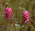 Erica_carnea_ae1800