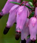 Erica_carnea_cb0594s