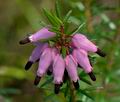 Erica_carnea_cb0669s