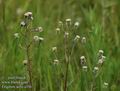 Erigeron_acris_a336