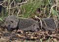 Erinaceus_europaeus_md4732