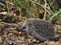 Erinaceus_europaeus_md4827