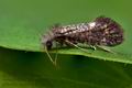 Eriocrania_sparrmannella_je3158s
