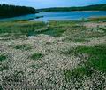 Eriophorum_angustifolium_41