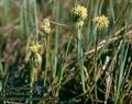 Eriophorum_angustifolium_8358