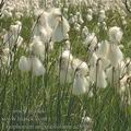 Eriophorum_angustifolium_ae8980