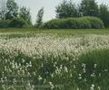 Eriophorum_angustifolium_ae8991