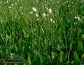 Eriophorum_gracile_4758