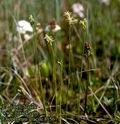 Eriophorum_gracile_8156