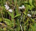 Eriophorum_gracile_bt9695