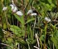 Eriophorum_gracile_bt9699