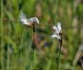 Eriophorum_gracile_bt9712