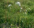 Eriophorum_latifolium_4752