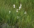 Eriophorum_latifolium_a268