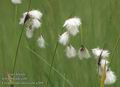 Eriophorum_latifolium_a269