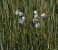 Eriophorum_latifolium_ak4074