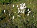 Eriophorum_scheuchzeri_4759