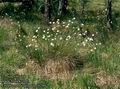 Eriophorum_vaginatum_6284