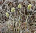 Eriophorum_vaginatum_aa4367