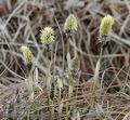 Eriophorum_vaginatum_aa4367